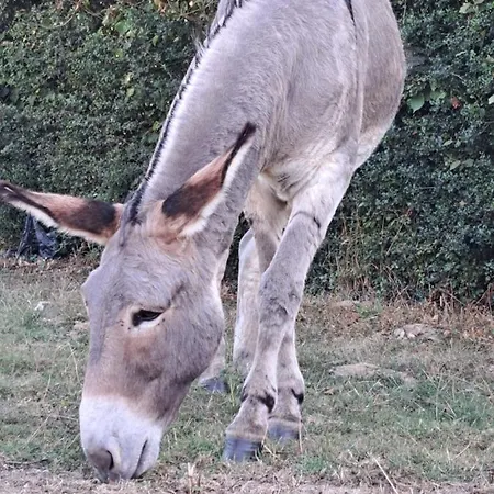 Loveroom - Les D'elise - Elise 3*