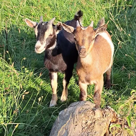 Loveroom - Les D'elise - Elise 3*