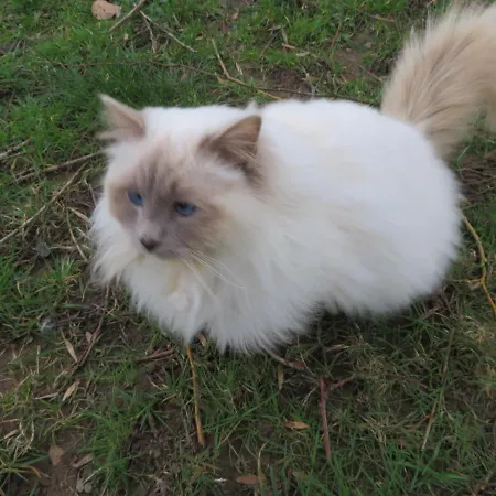 Loveroom - Les D'elise - Elise ゲストハウス