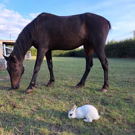 ゲストハウス Loveroom - Les D'elise - Elise